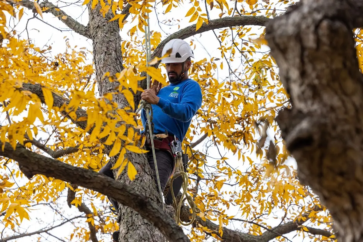 Skilled Emergency Tree Service crew working in Bison