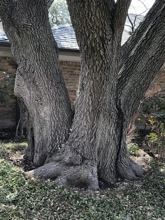 Mature heritage tree close to a Bison property cared for by certified arborists